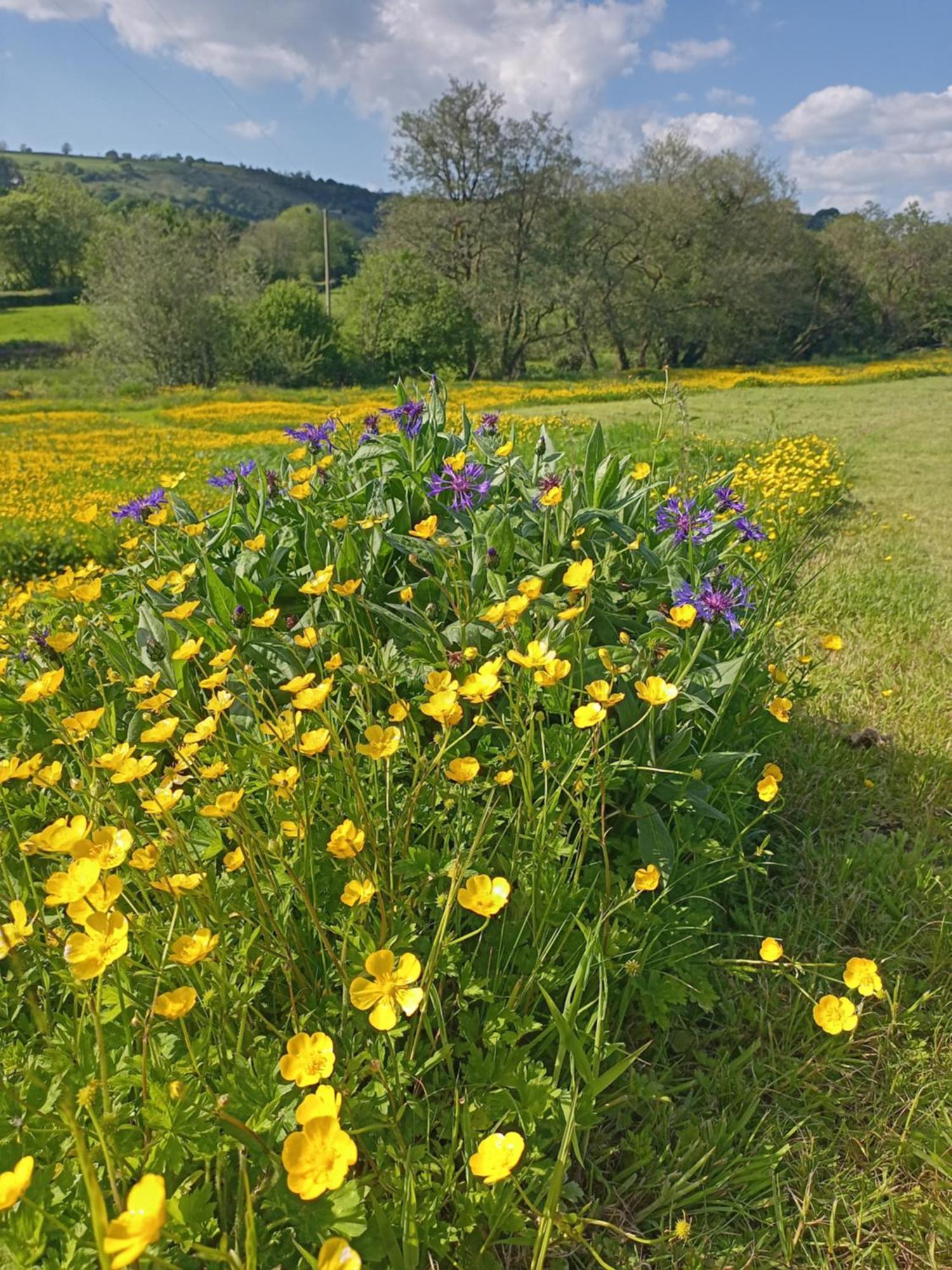 Hotel Oak Tree Farm Llanfynydd Esterno foto